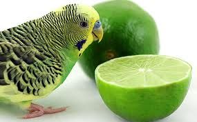 papagajcitrom.jpg