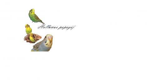 papagajok.jpg